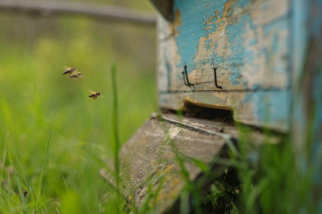 Apiculture Solidaire)