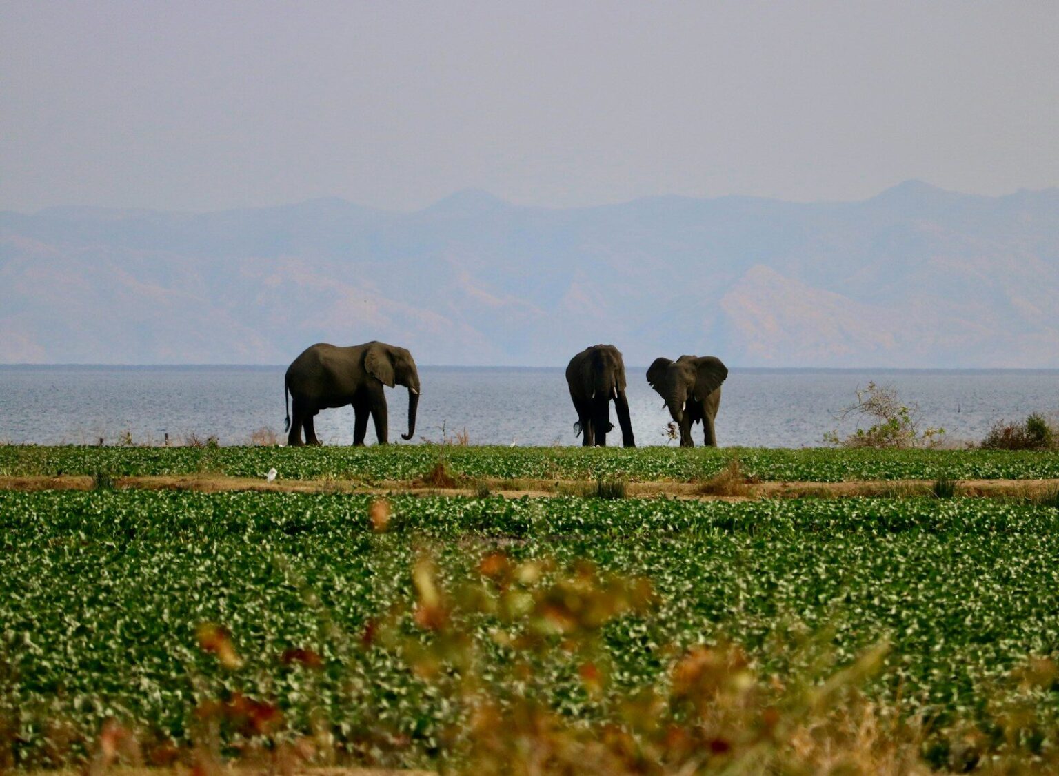a group of elephants walking across a lush green field