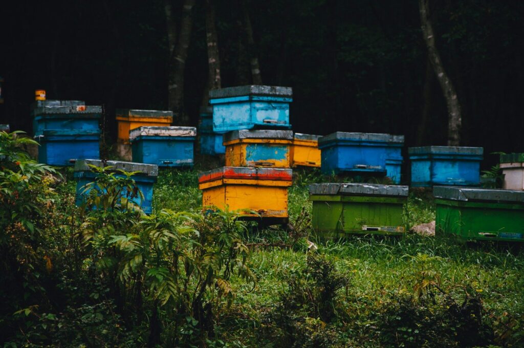 raw organic honey jar forest